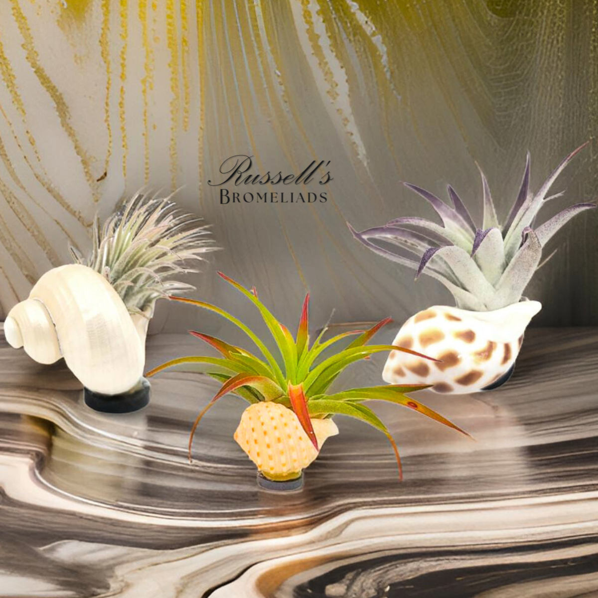 Magnet Shell with Air Plant