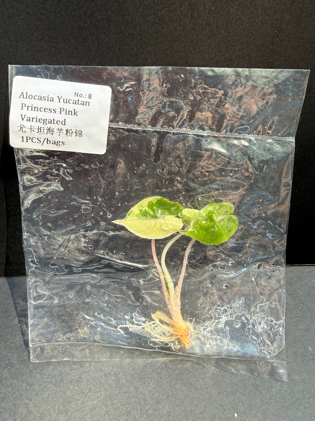 Alocasia Yucatan Princess Pink Variegated