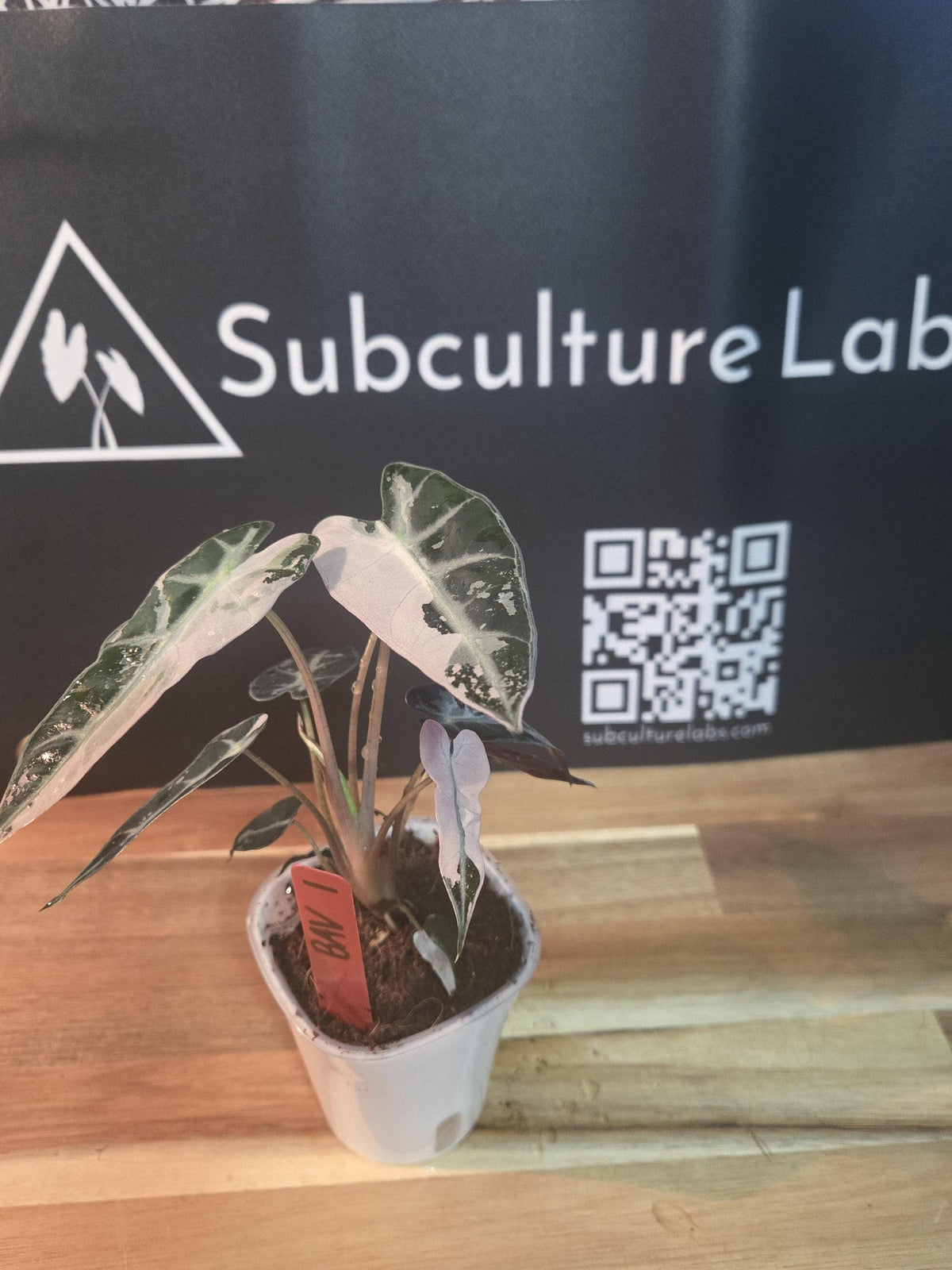 Alocasia Pink Bambino