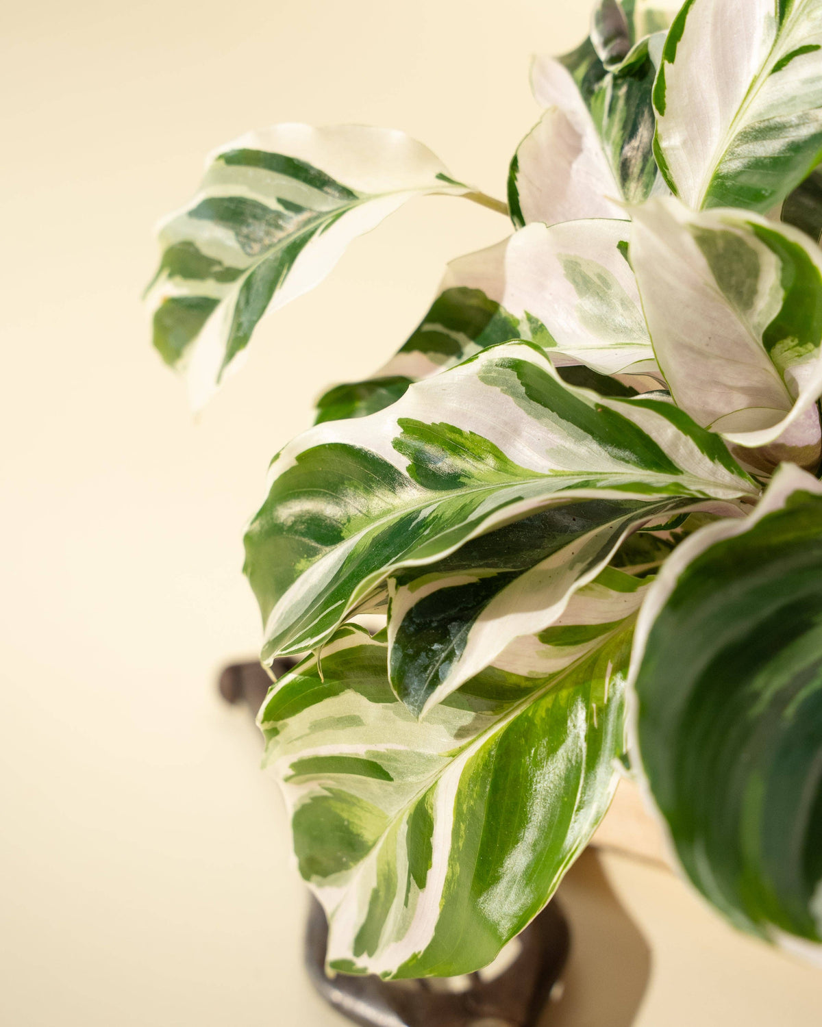 Calathea Fusion White