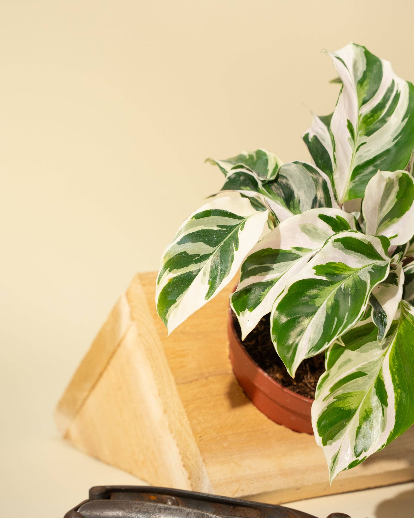 Calathea Fusion White