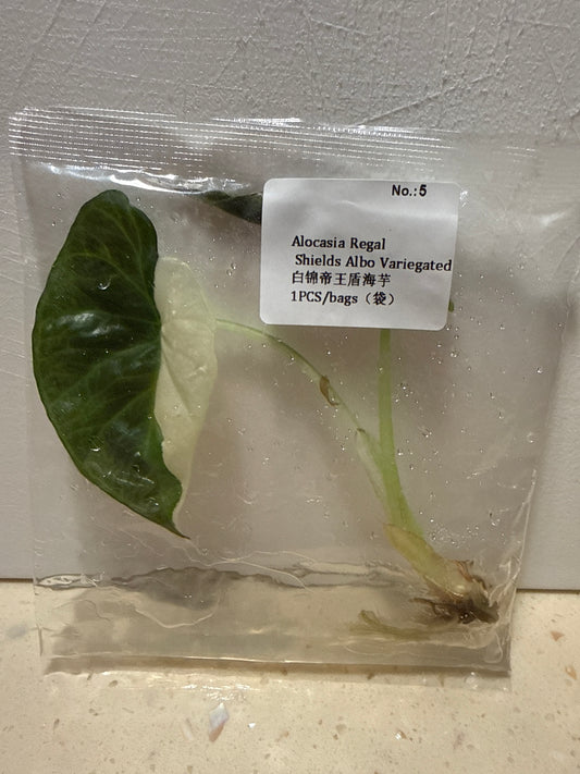 Alocasia Regal Shield Albo Variegated - Seller's Choice