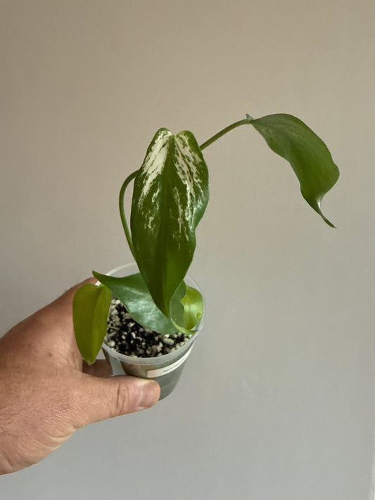 Monstera Devil Monster #2