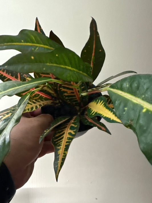 Inclusion Plant (Croton)