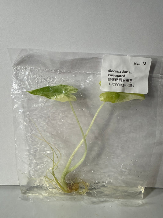 Alocasia Sarian Variegated
