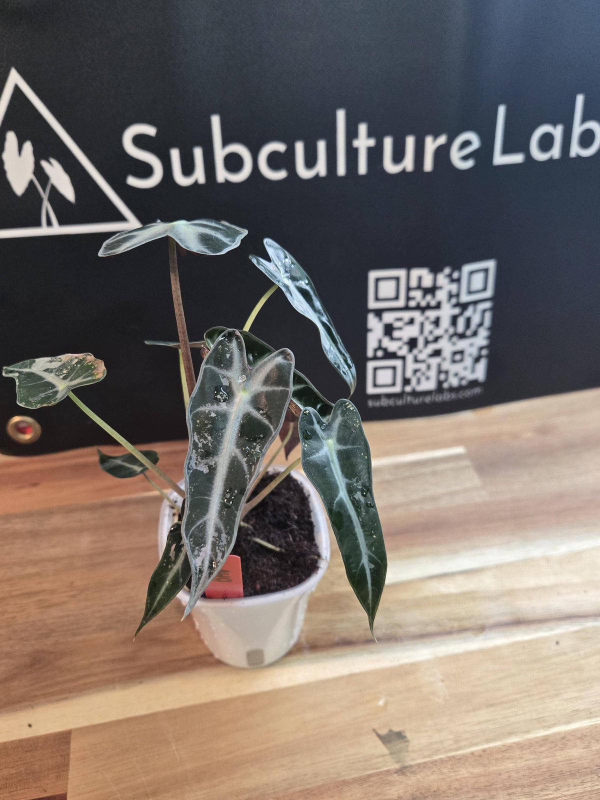 Alocasia Pink Bambino