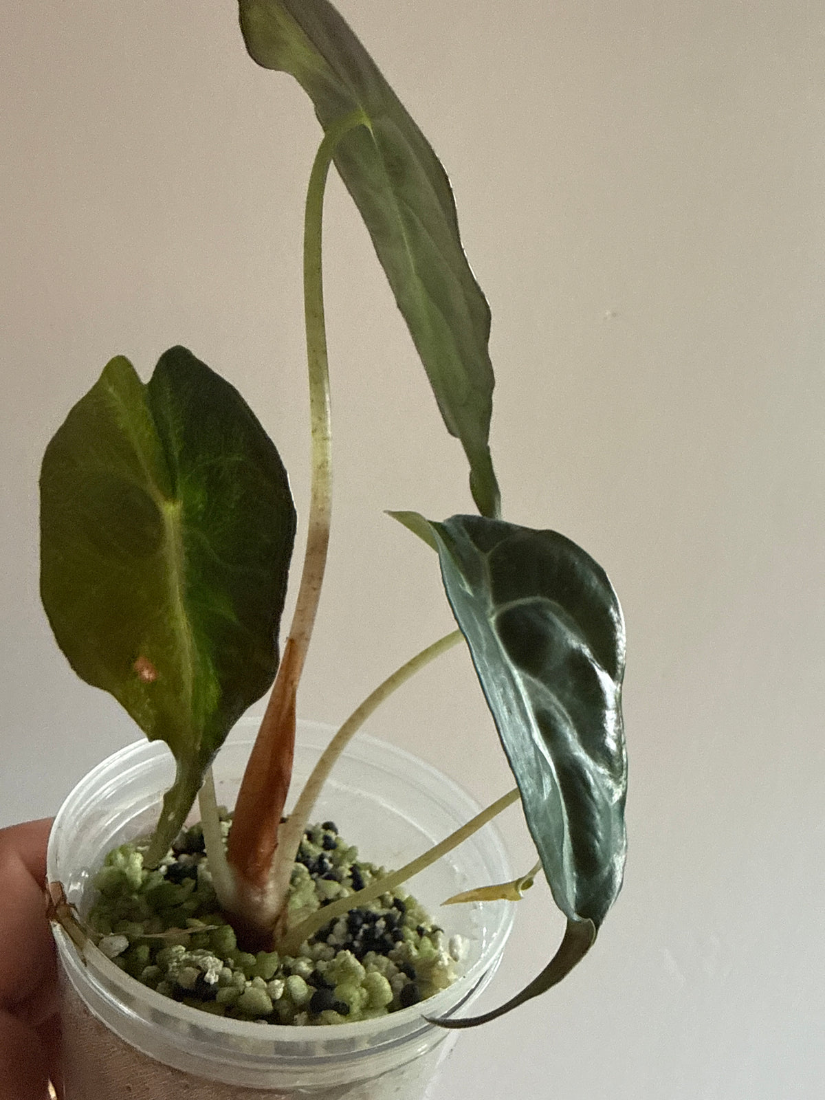 Alocasia Venom Aurea