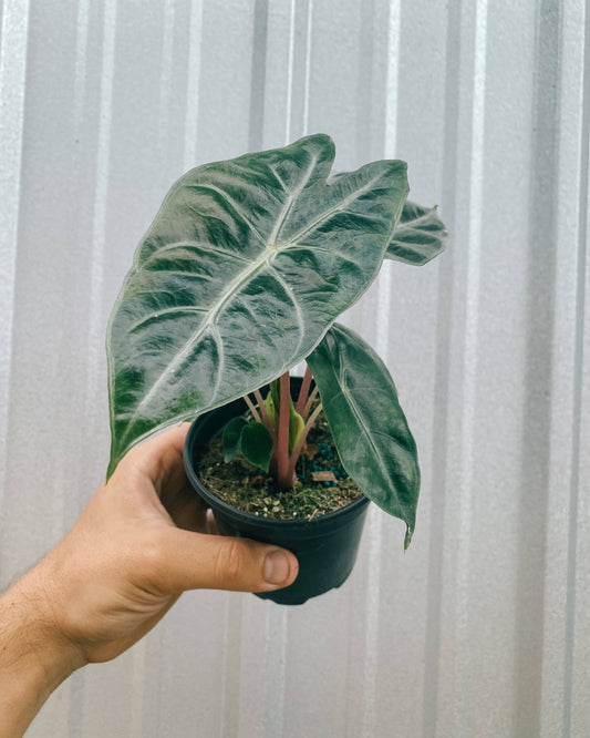 Alocasia Morocco Pink Dragon