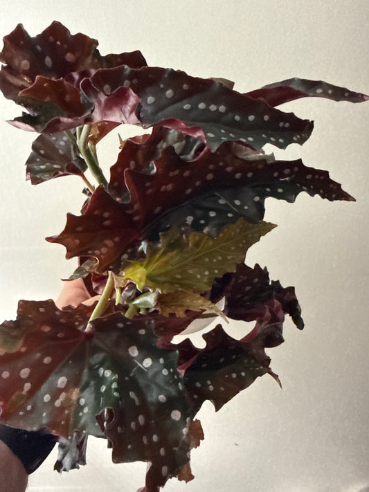 Begonia Angel Wing