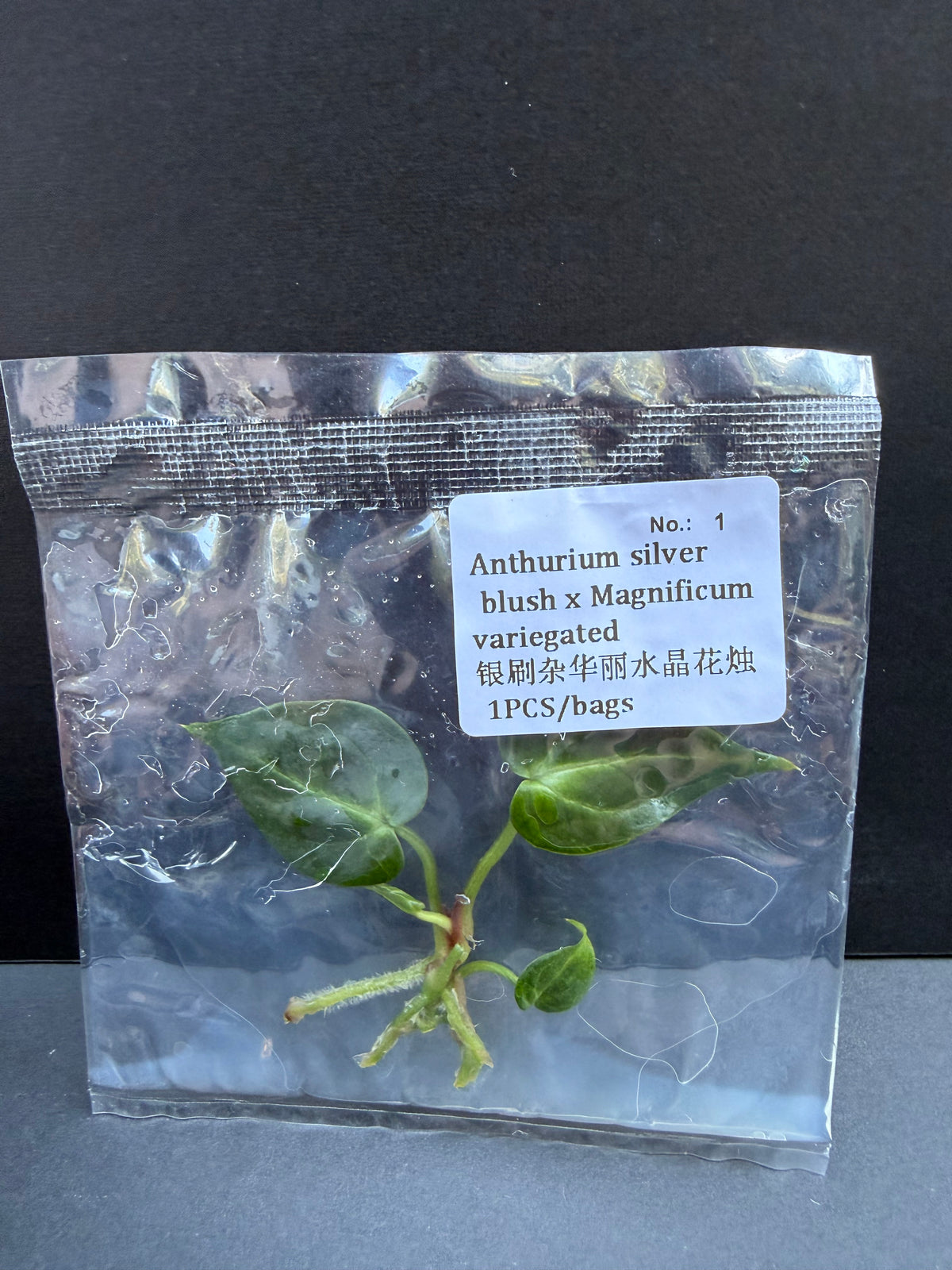 Anthurium Silver Blush x Magnificum Variegated