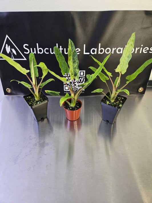 Alocasia Lauterbachiana Mint