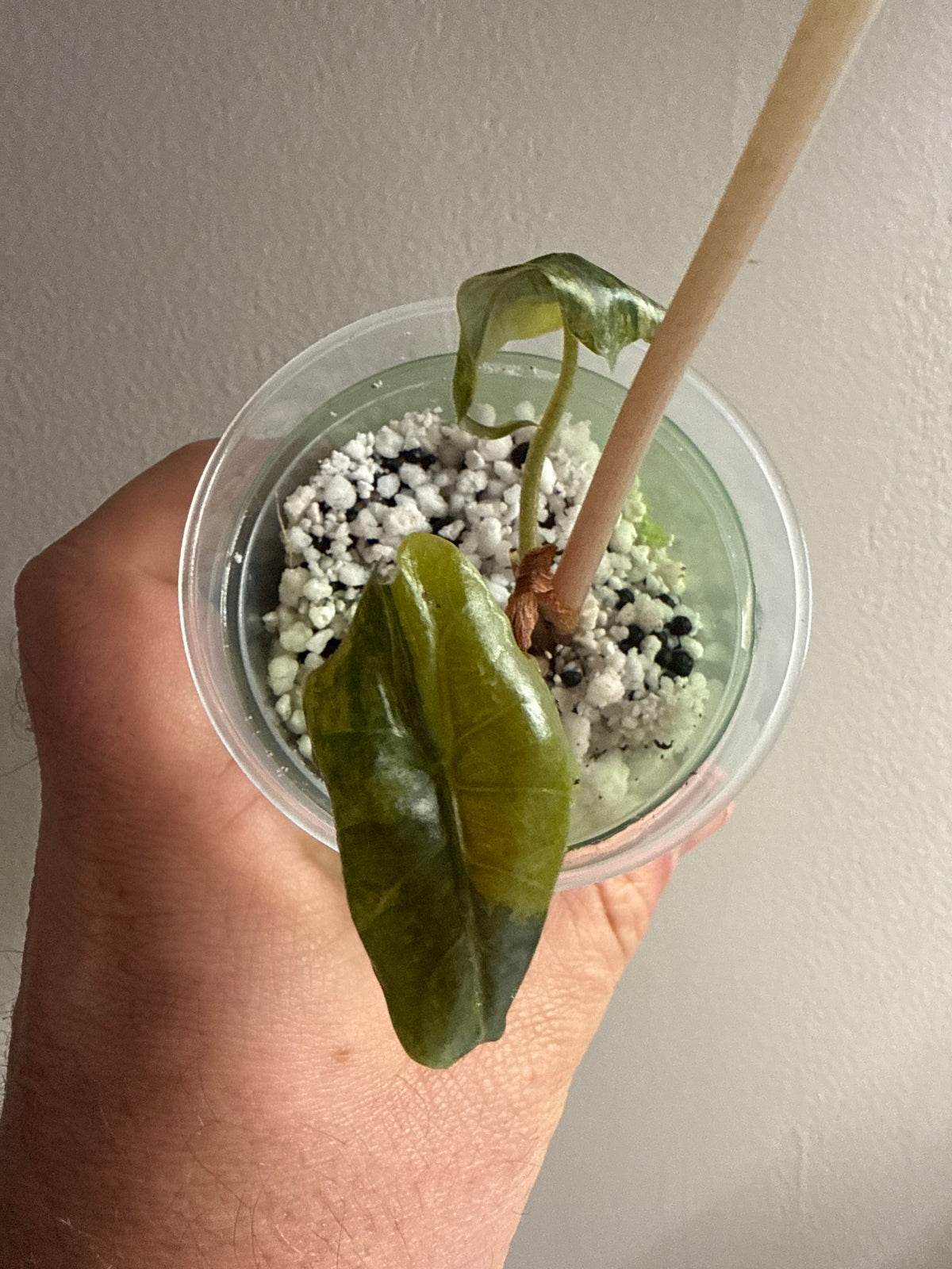 Alocasia Chantrieri Aurea #2