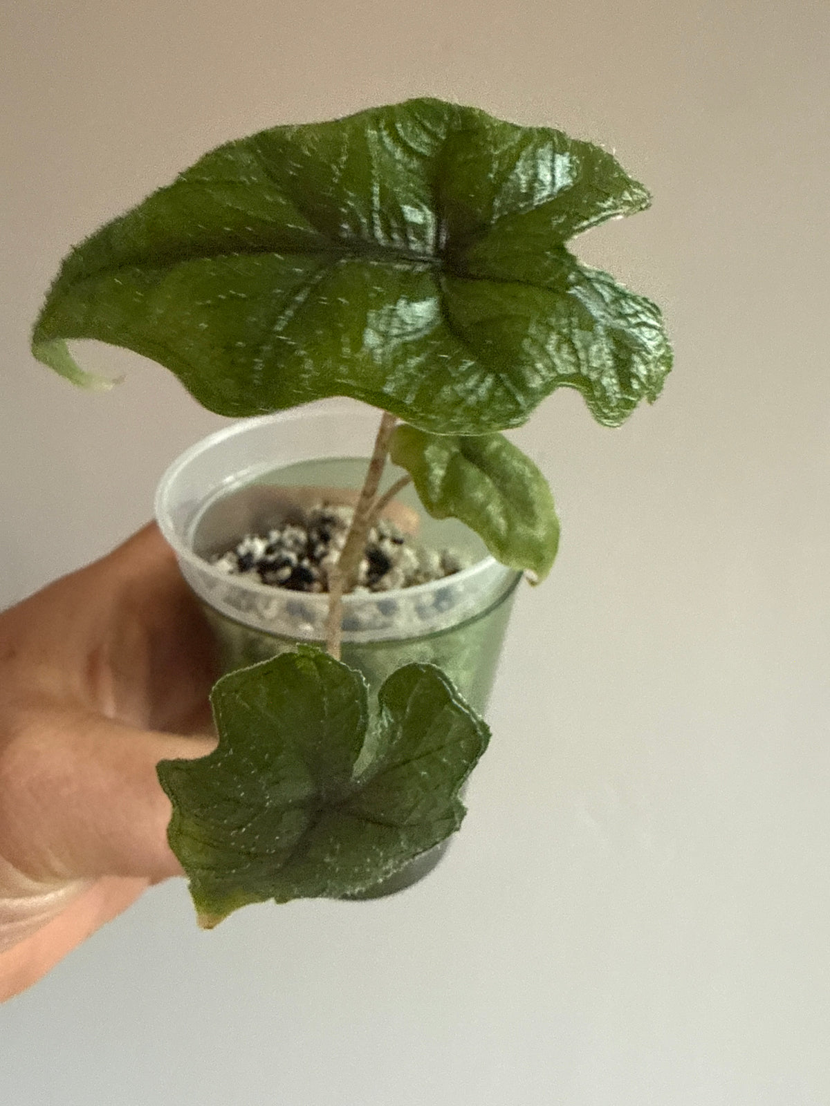 Alocasia Jacklyn Albo (Low Var)