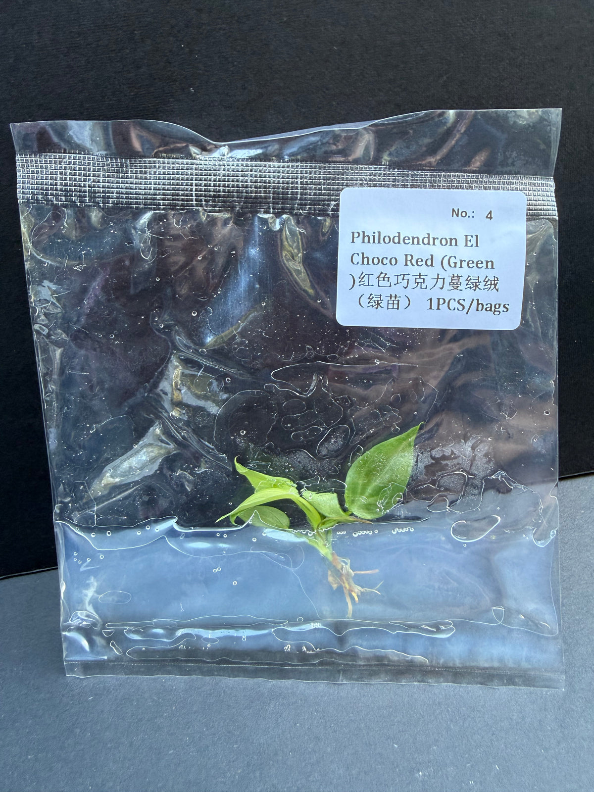 Philodendron El Choco Red (Green Form)
