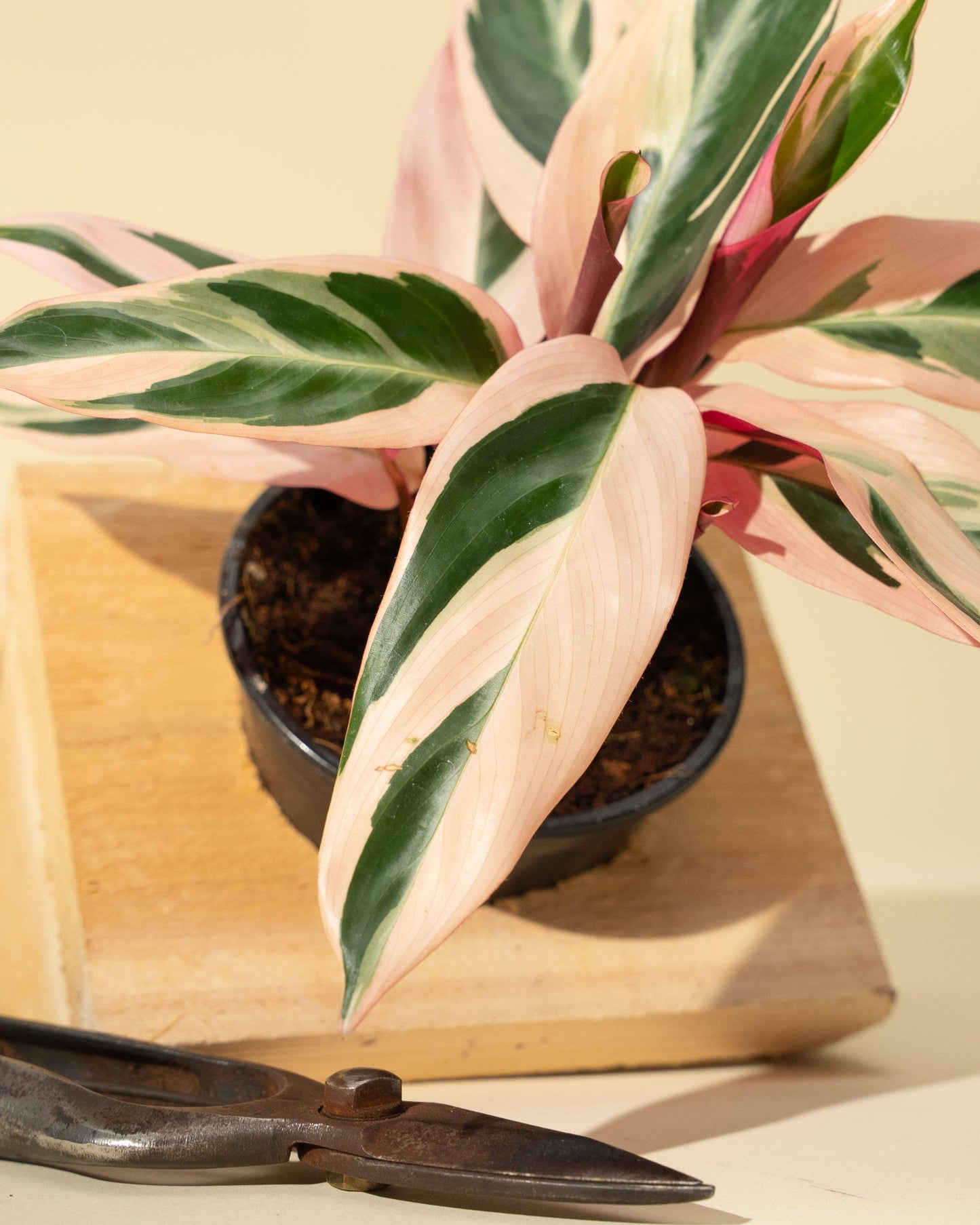 Stromanthe Trio Star