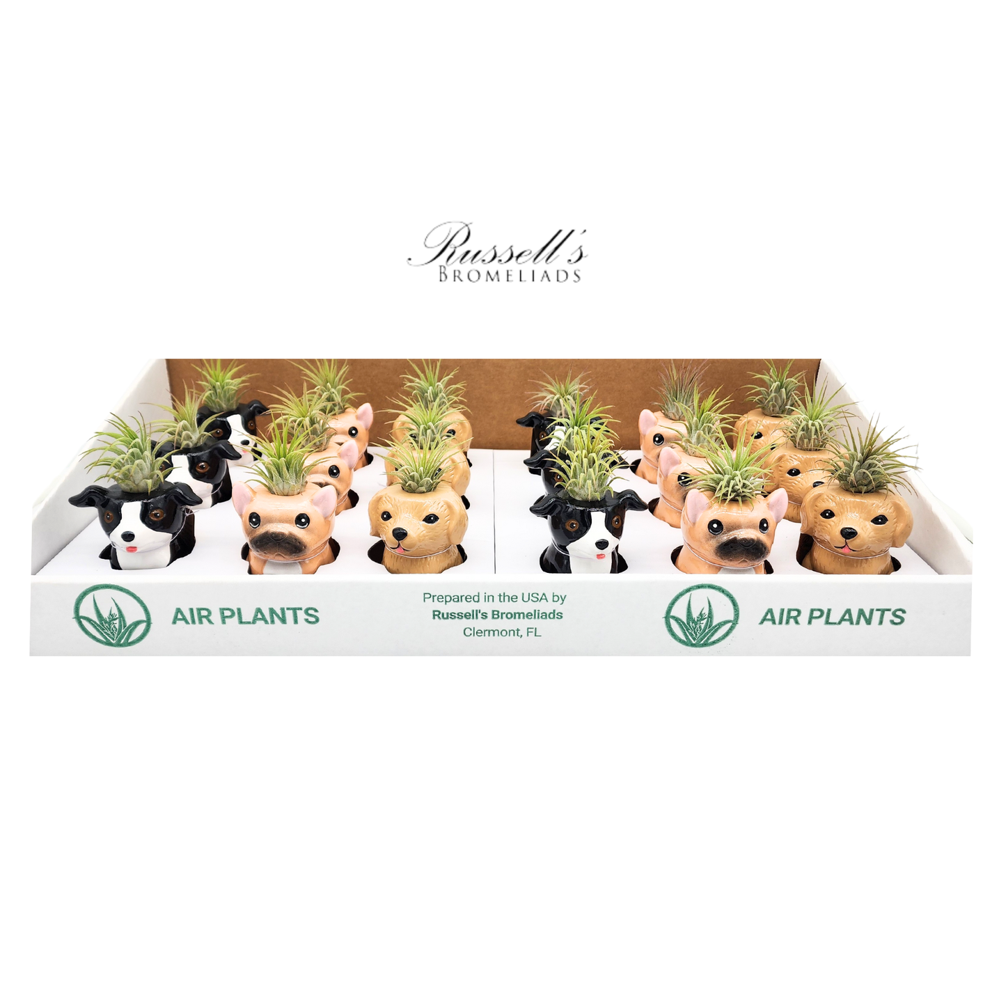 Animal Pots Puppy Collection with Air Plants