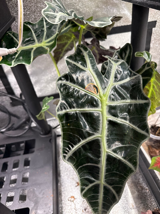 Alocasia Amazonica Polly (Large)