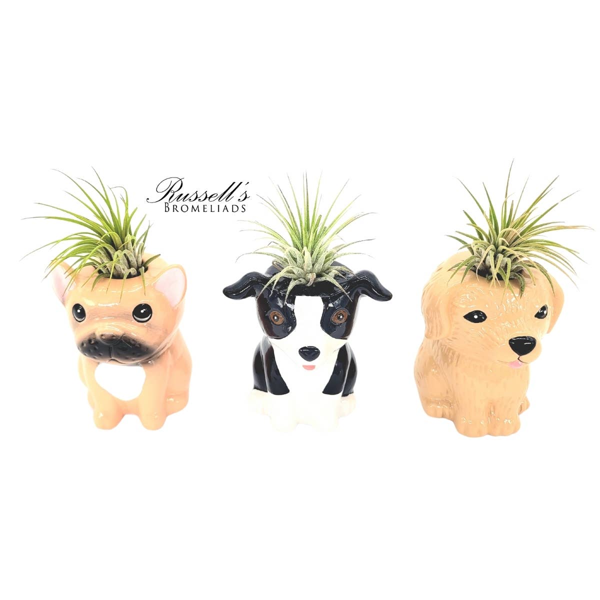 Animal Pots Puppy Collection with Air Plants
