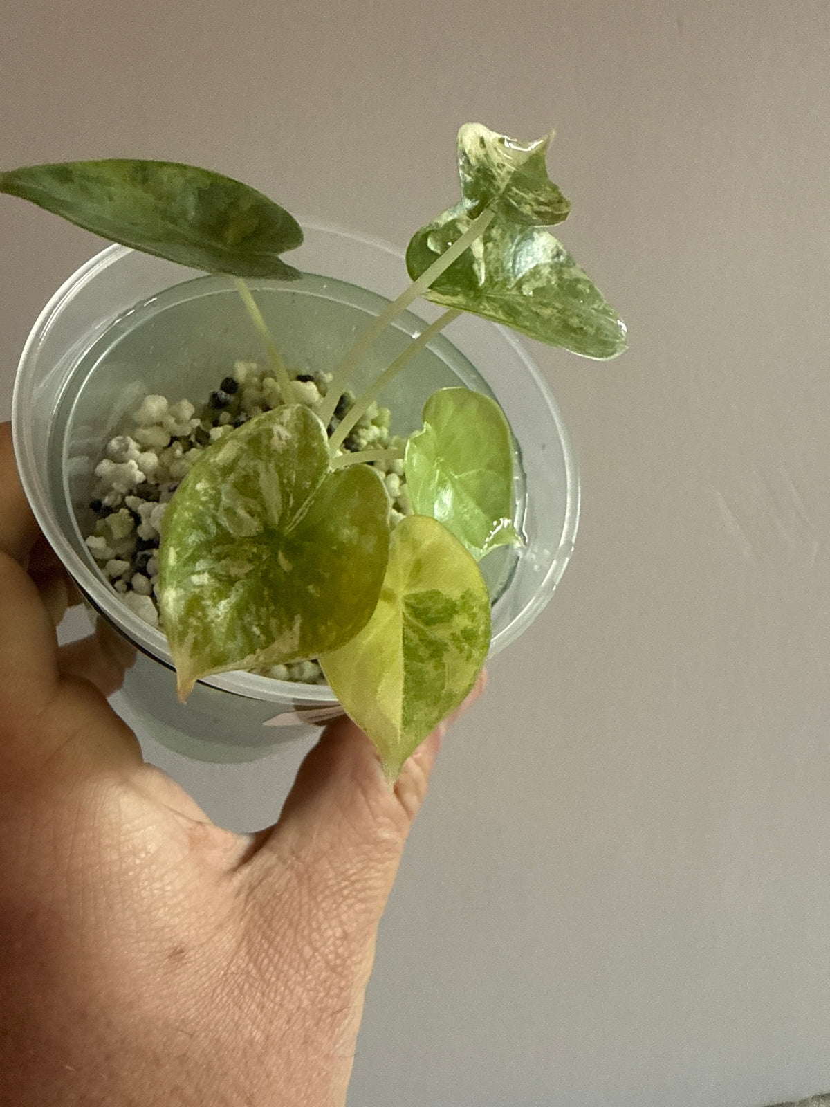 Alocasia Silver Dragon Aurea #1