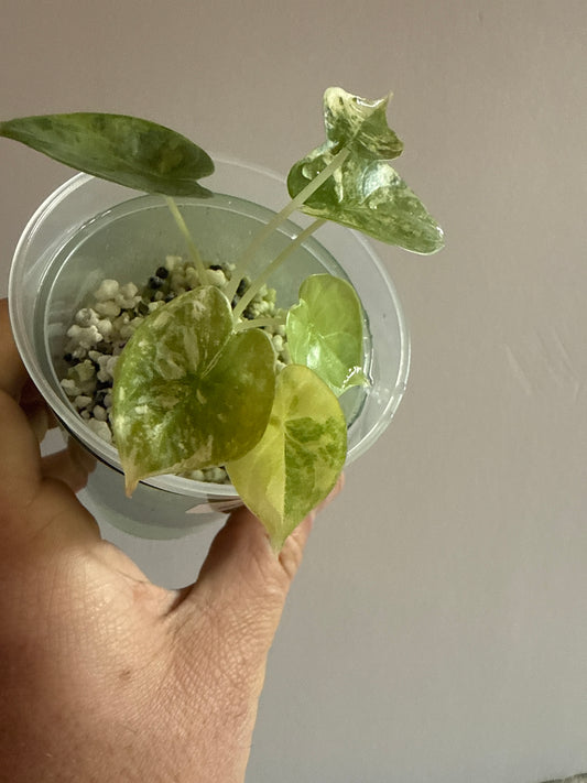 Alocasia Silver Dragon Aurea #1
