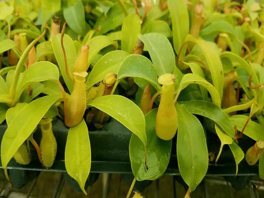 Nepenthes Alata Starter