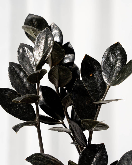 Zamioculcas Black Queen