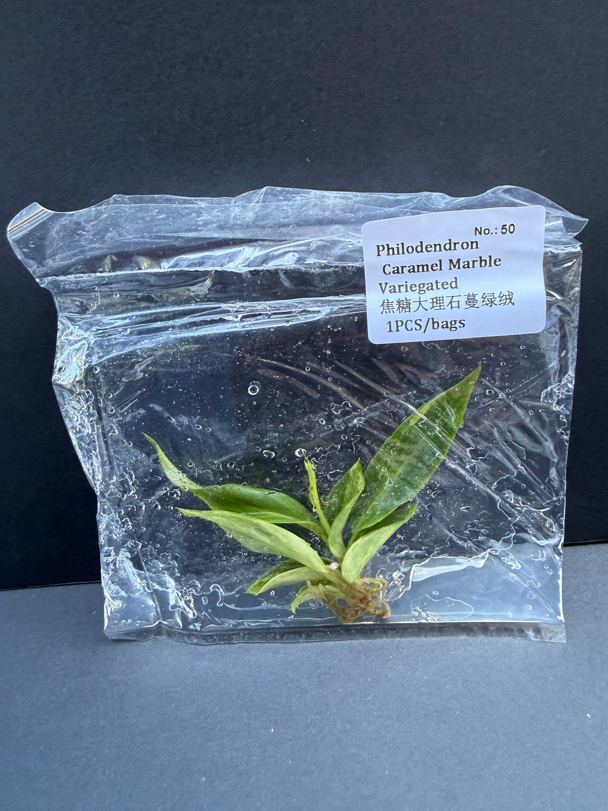 Philodendron Caramel Marble Variegated