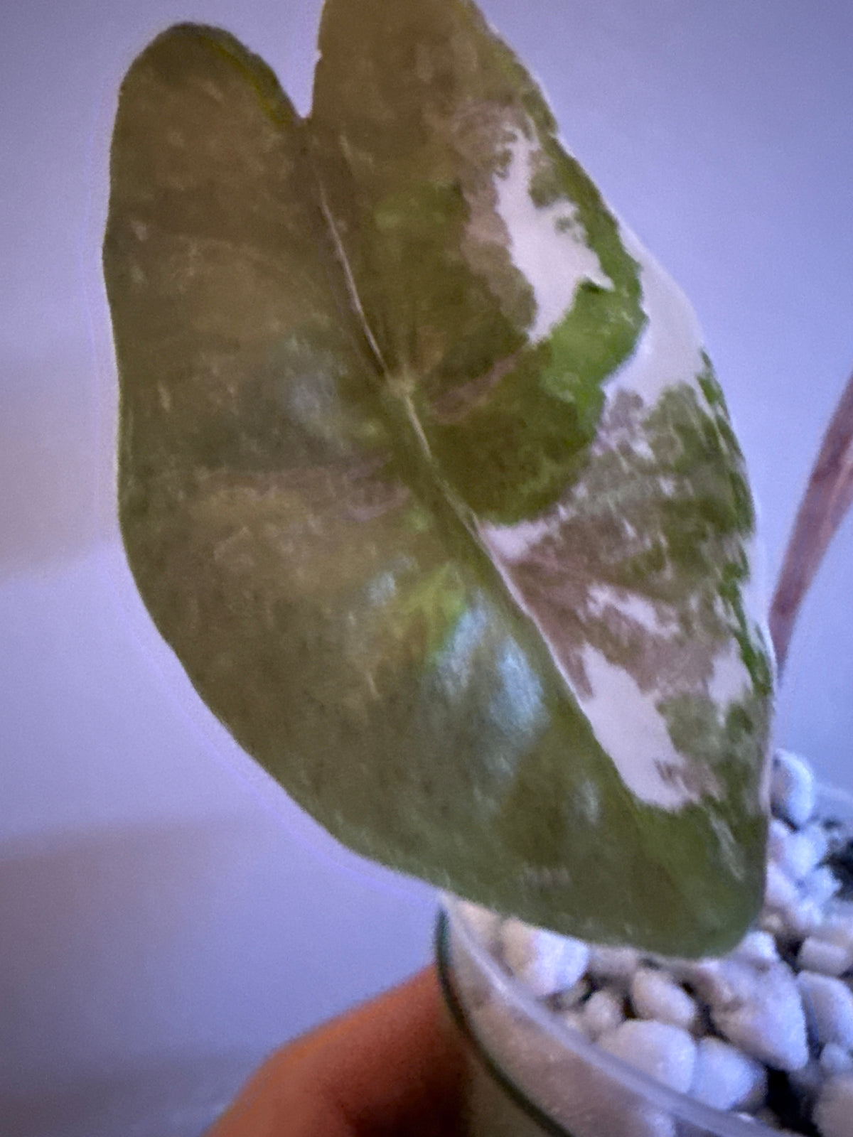 Alocasia Pseudo Sanderiana Pink #2