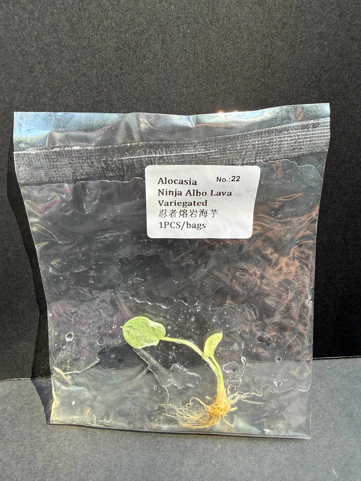 Alocasia Ninja Albo Lava Variegated