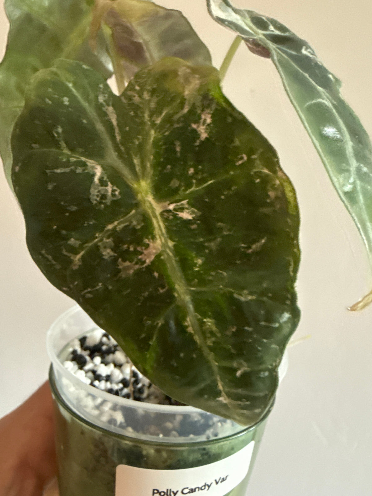 Alocasia Polly Candy Pink