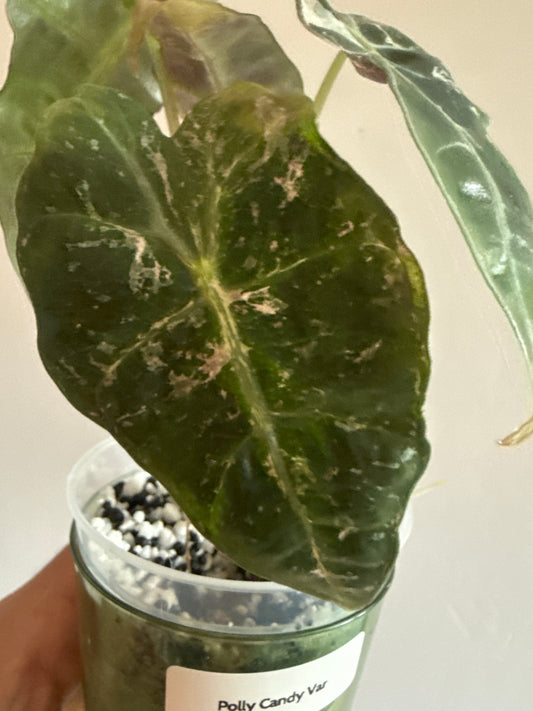 Alocasia Polly Candy Pink