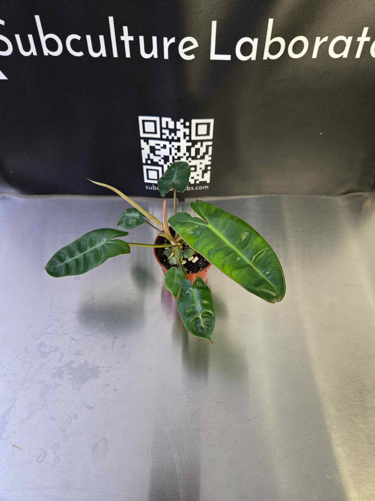 Philodendron Billietiae