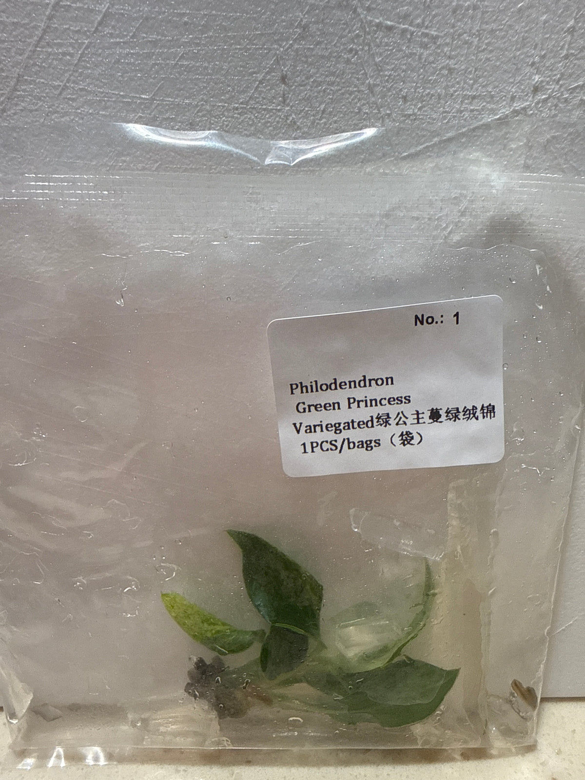 Philodendron Green Princess Variegated