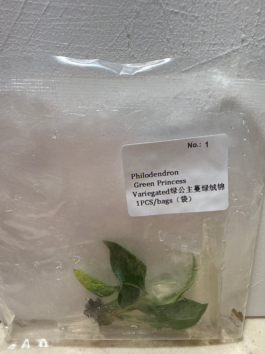 Philodendron Green Princess Variegated