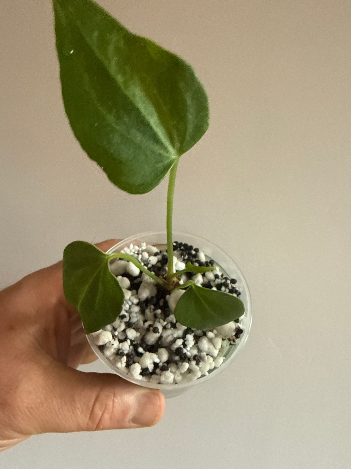 Anthurium Delta Force