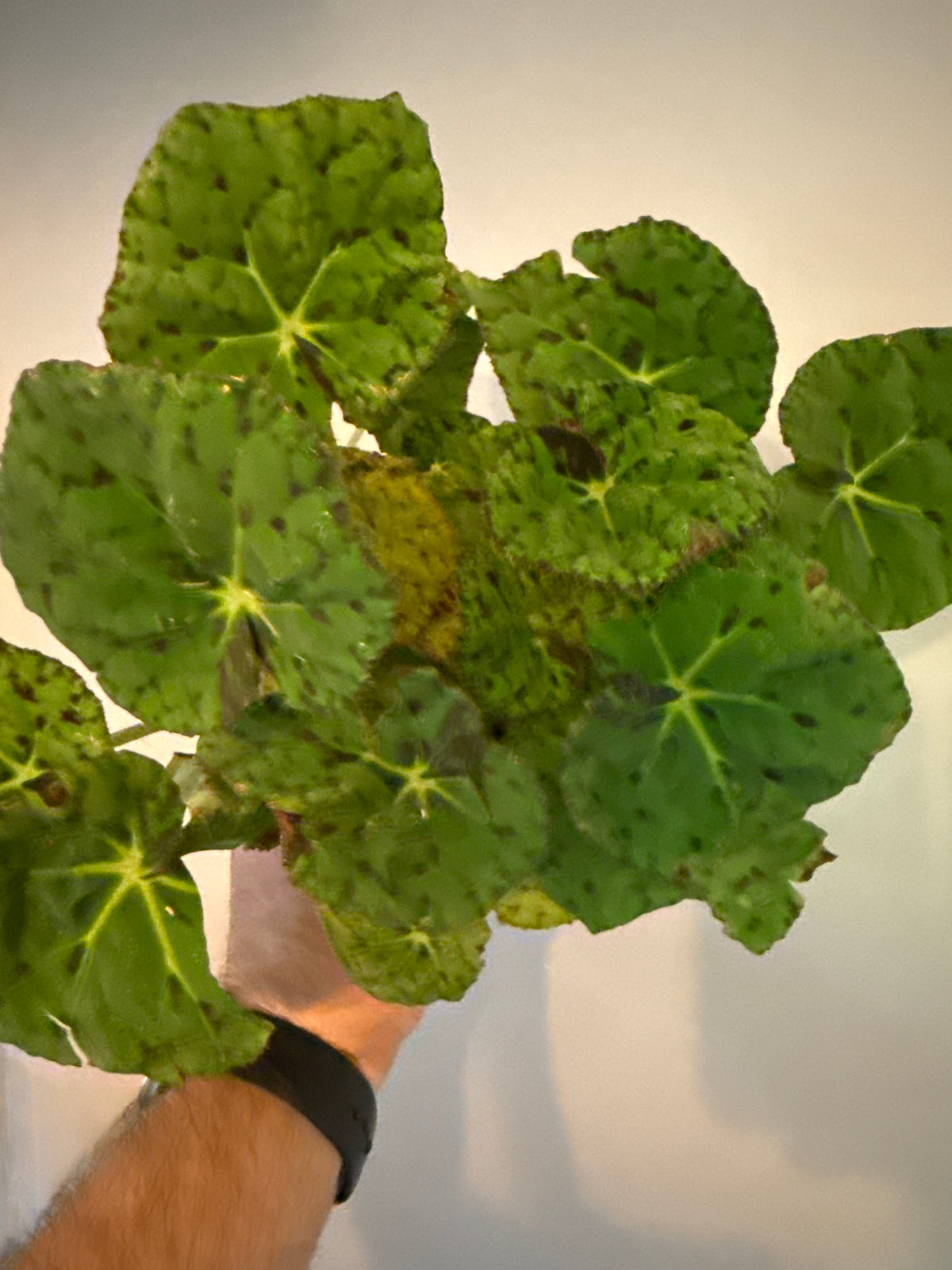 Begonia Rex 'Lime Fever'