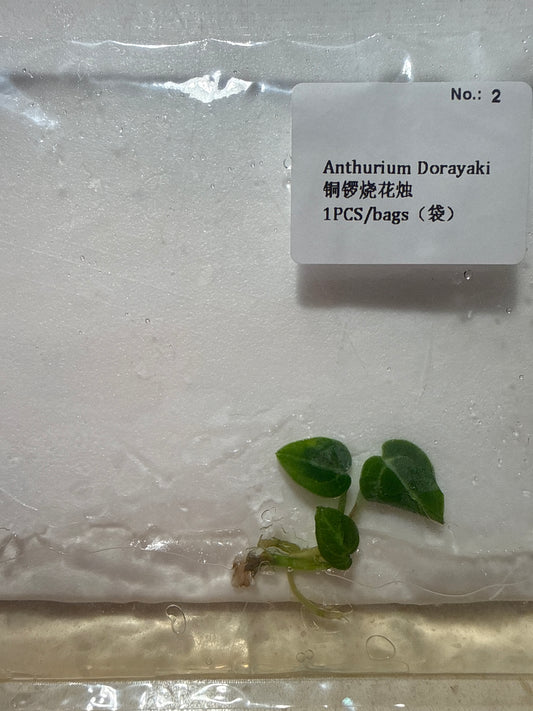 Anthurium Dorayaki - Seller's Choice