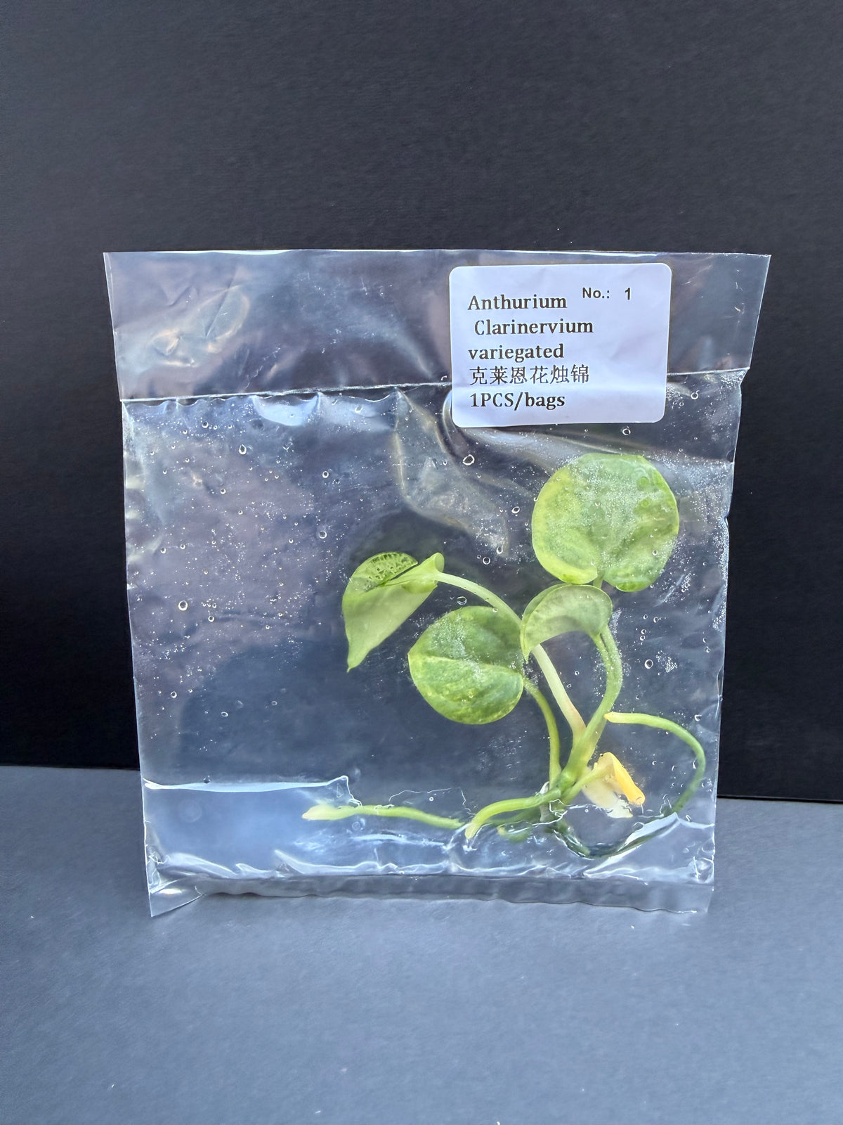 Anthurium Clarinervium Variegated