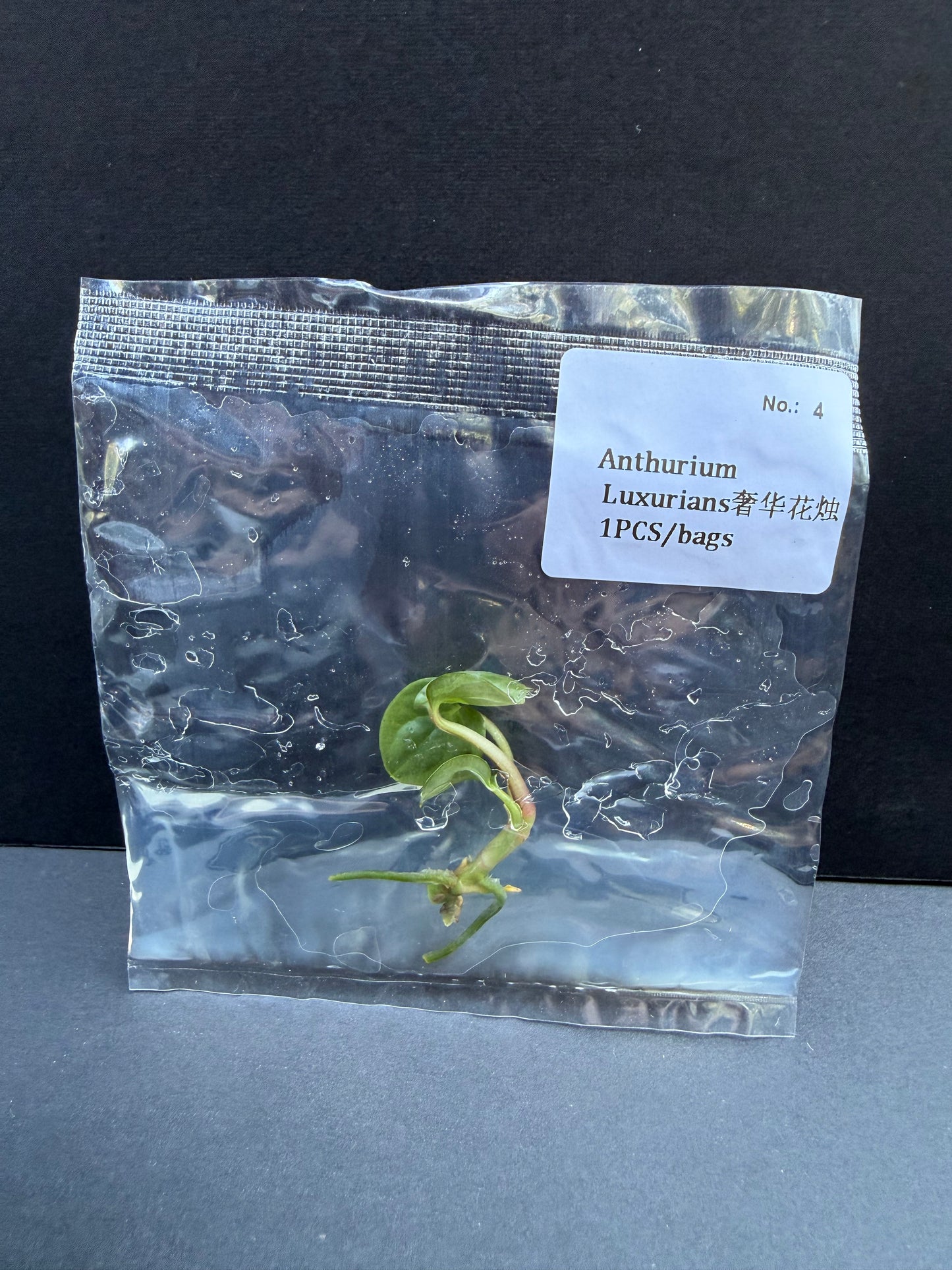 Anthurium Luxurians