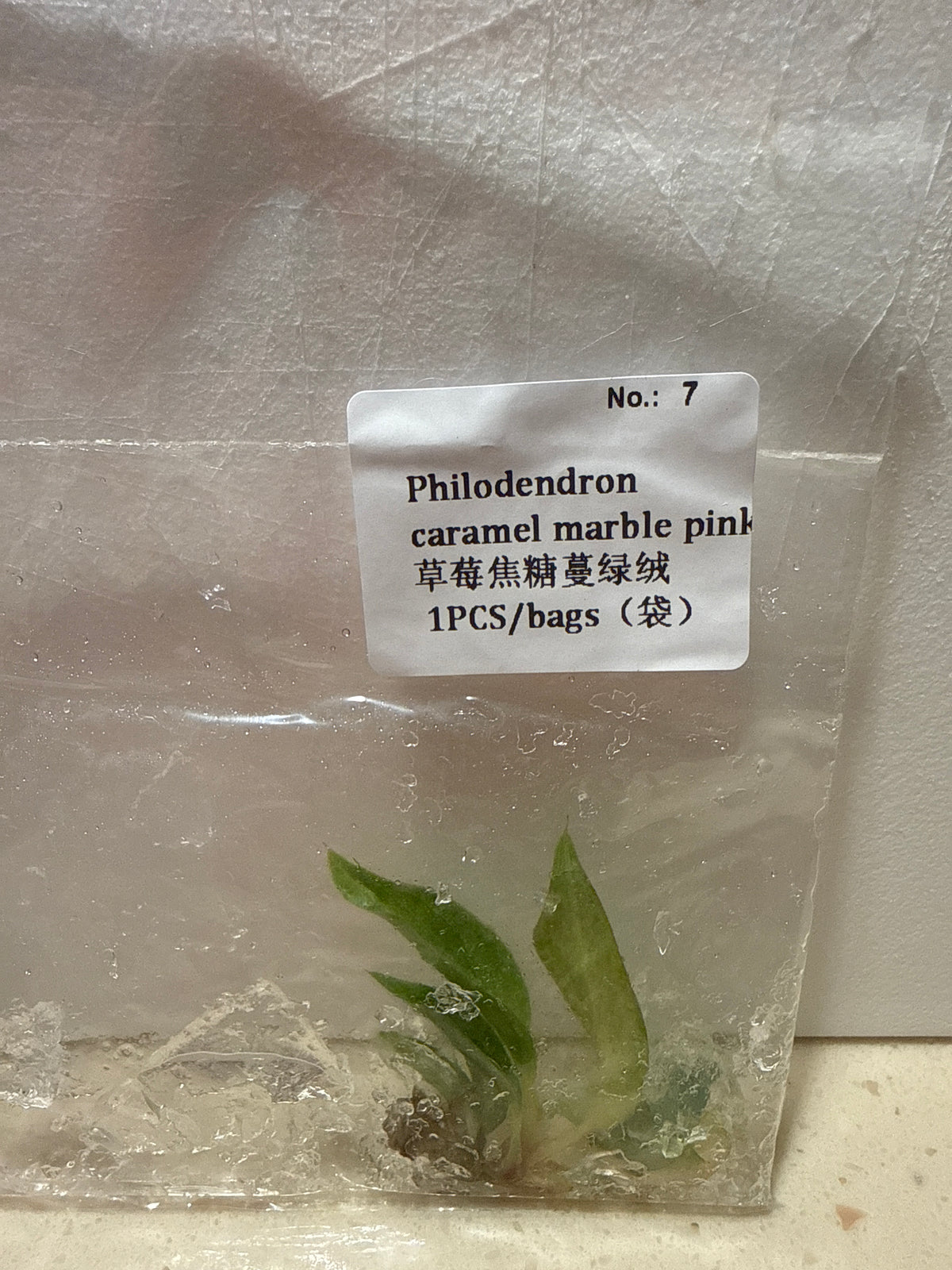Philodendron Caramel Marble Pink - Seller's Choice