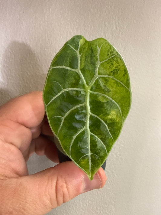 Alocasia Watsoniana Tricolor (Offshoot)