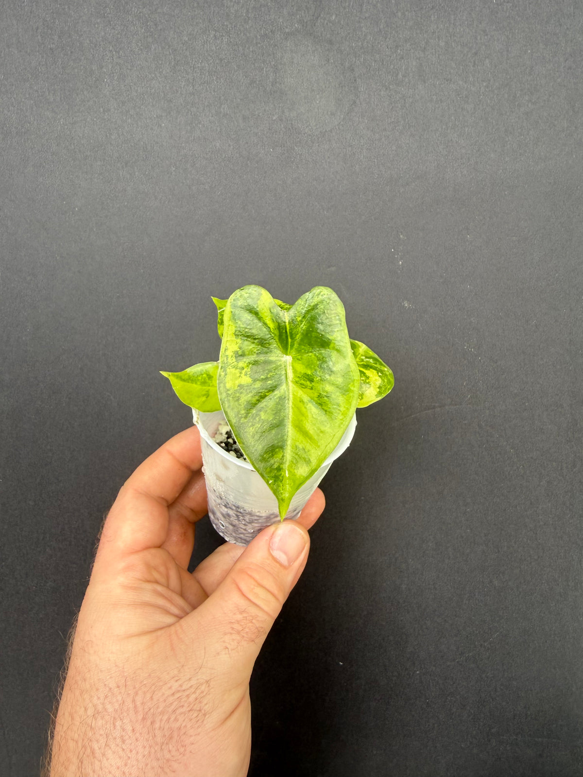 Alocasia Frydek Aurea