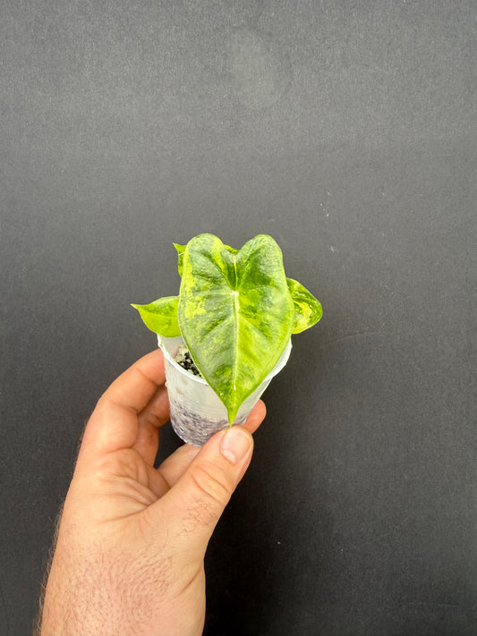 Alocasia Frydek Aurea