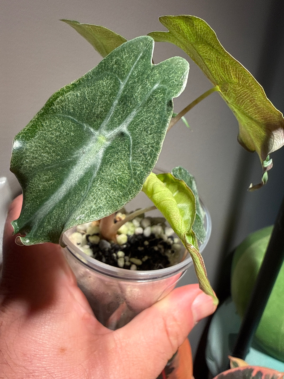 Alocasia Venom Pink Albo