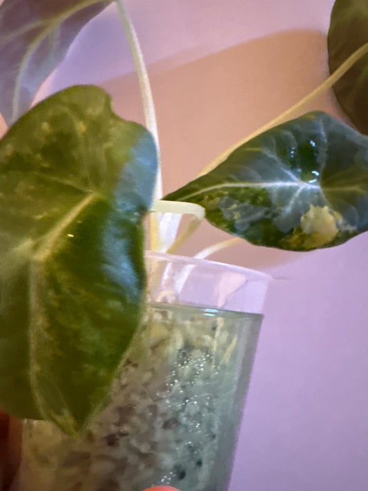 Alocasia Black Velvet Gold