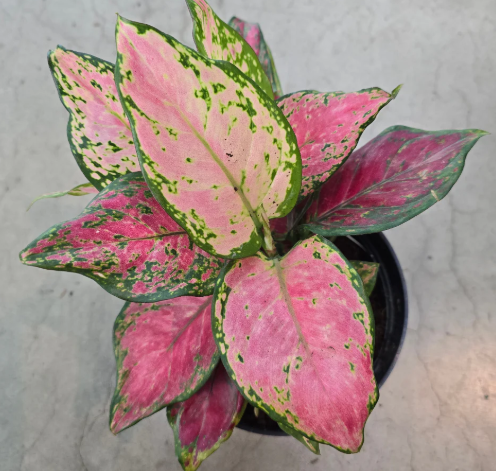Aglaonema Lucky Red - Starter Size