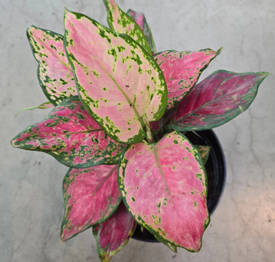 Aglaonema Lucky Red - Starter Size