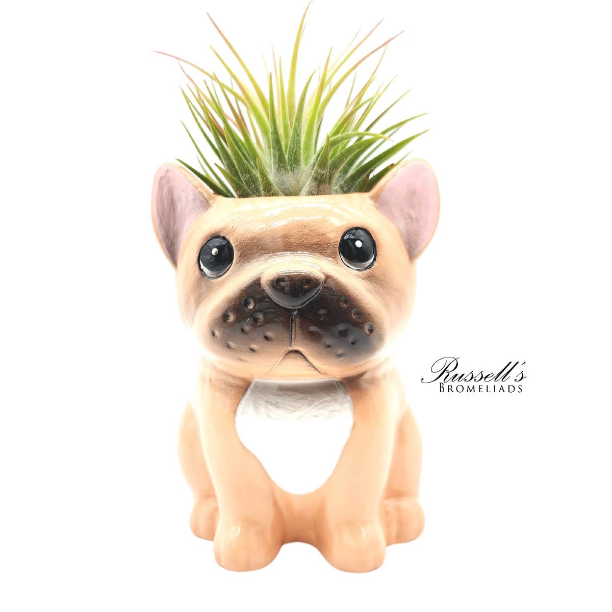 Animal Pots Puppy Collection with Air Plants