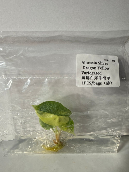 Alocasia Silver Dragon Yellow Variegated - Seller's Choice
