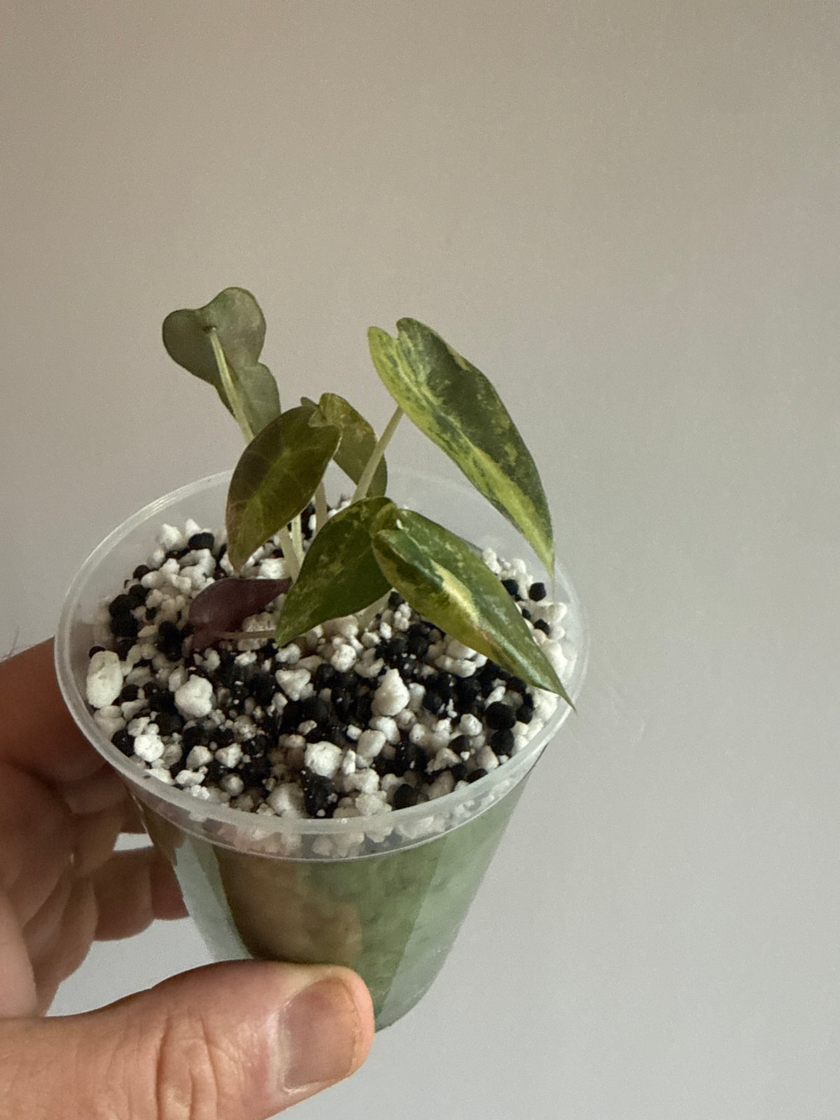 Alocasia Bambino Aurea
